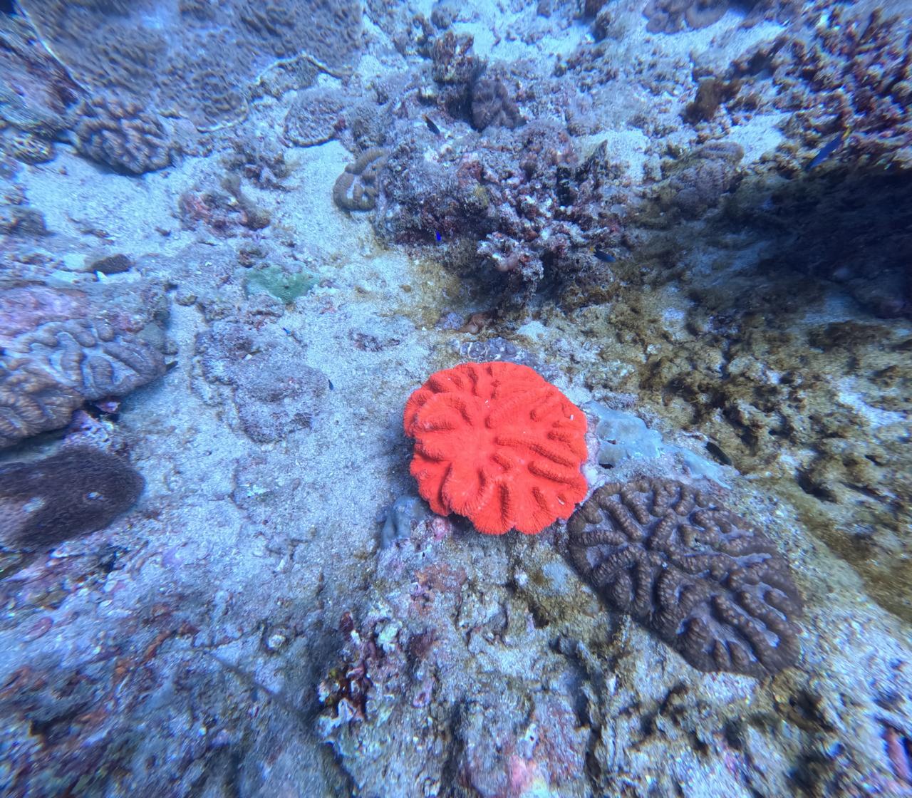 Night Diving
